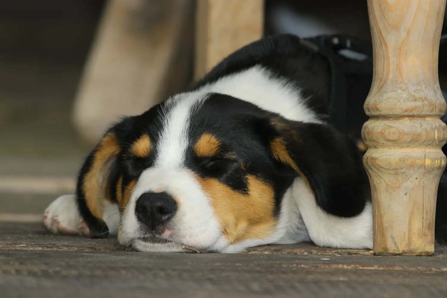 Buying an Appenzeller Mountain Dog puppy means taking responsibility! Buy Appenzell Mountain Dog puppies.