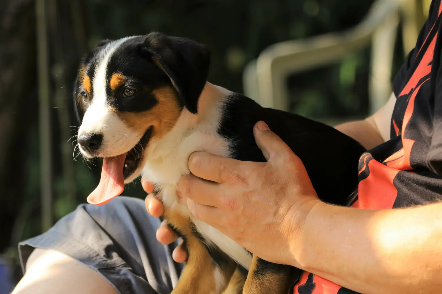 Buying an Appenzeller Mountain Dog puppy means taking responsibility! Buy Appenzell Mountain Dog puppies.