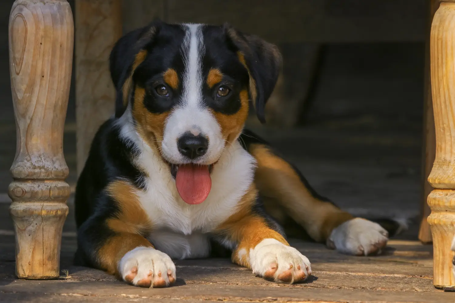 Buying an Appenzeller Mountain Dog puppy means taking responsibility! Buy Appenzell Mountain Dog puppies.