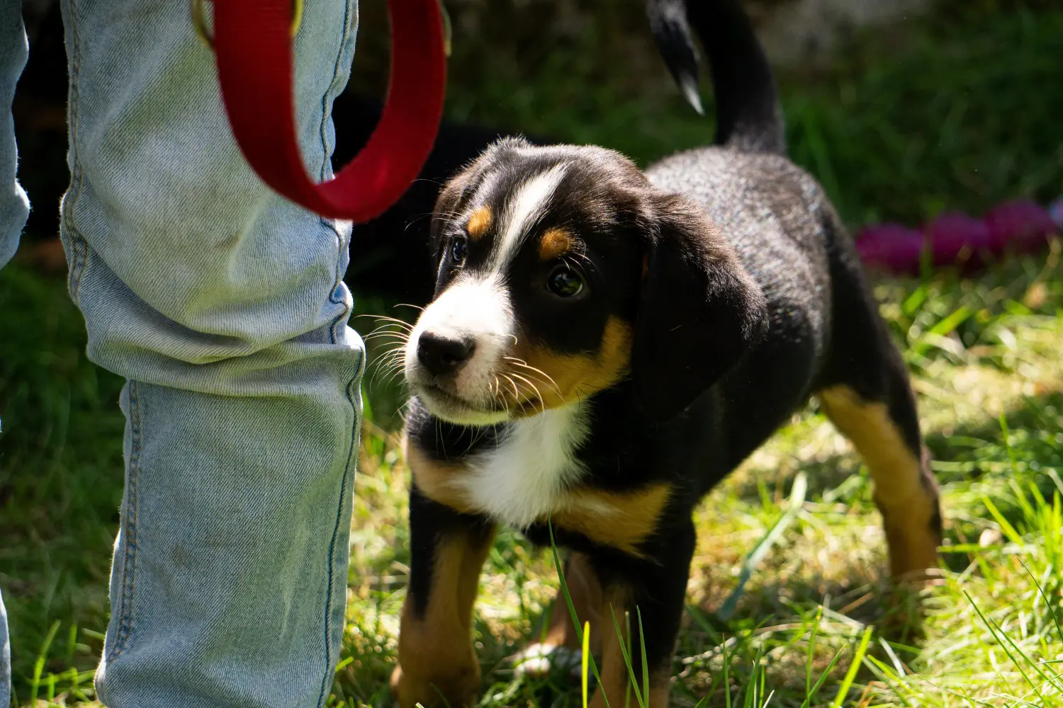 Buying an Appenzeller Mountain Dog puppy means taking responsibility! Buy Appenzell Mountain Dog puppies.