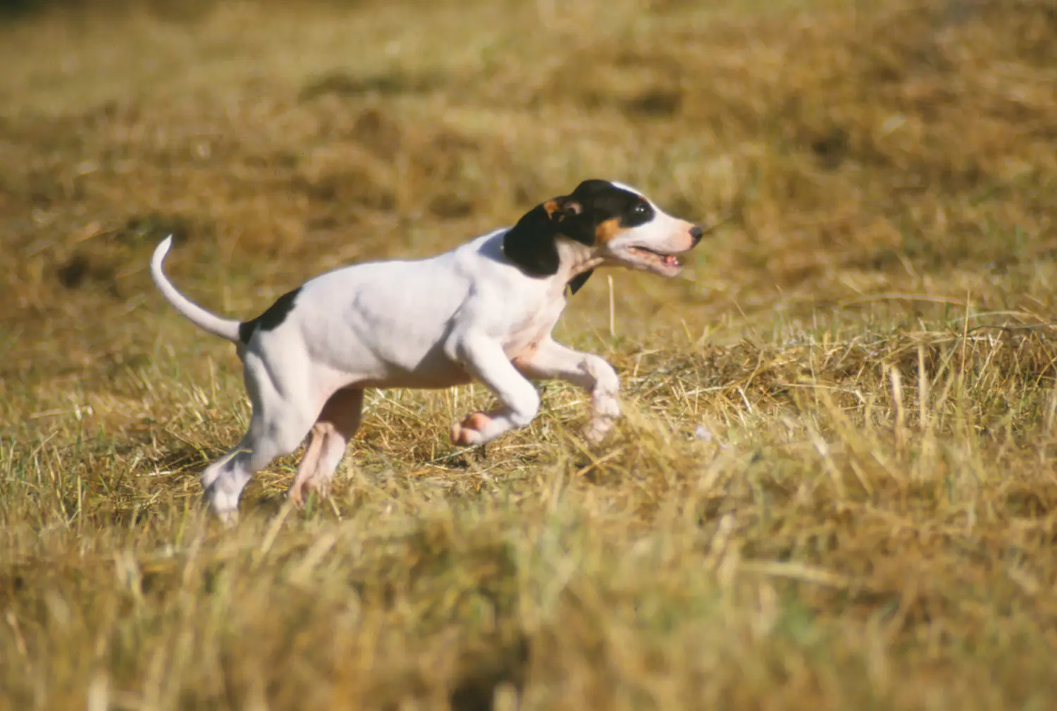 Buying an Ariégeois puppy means taking responsibility! Buy Ariégeois puppies.