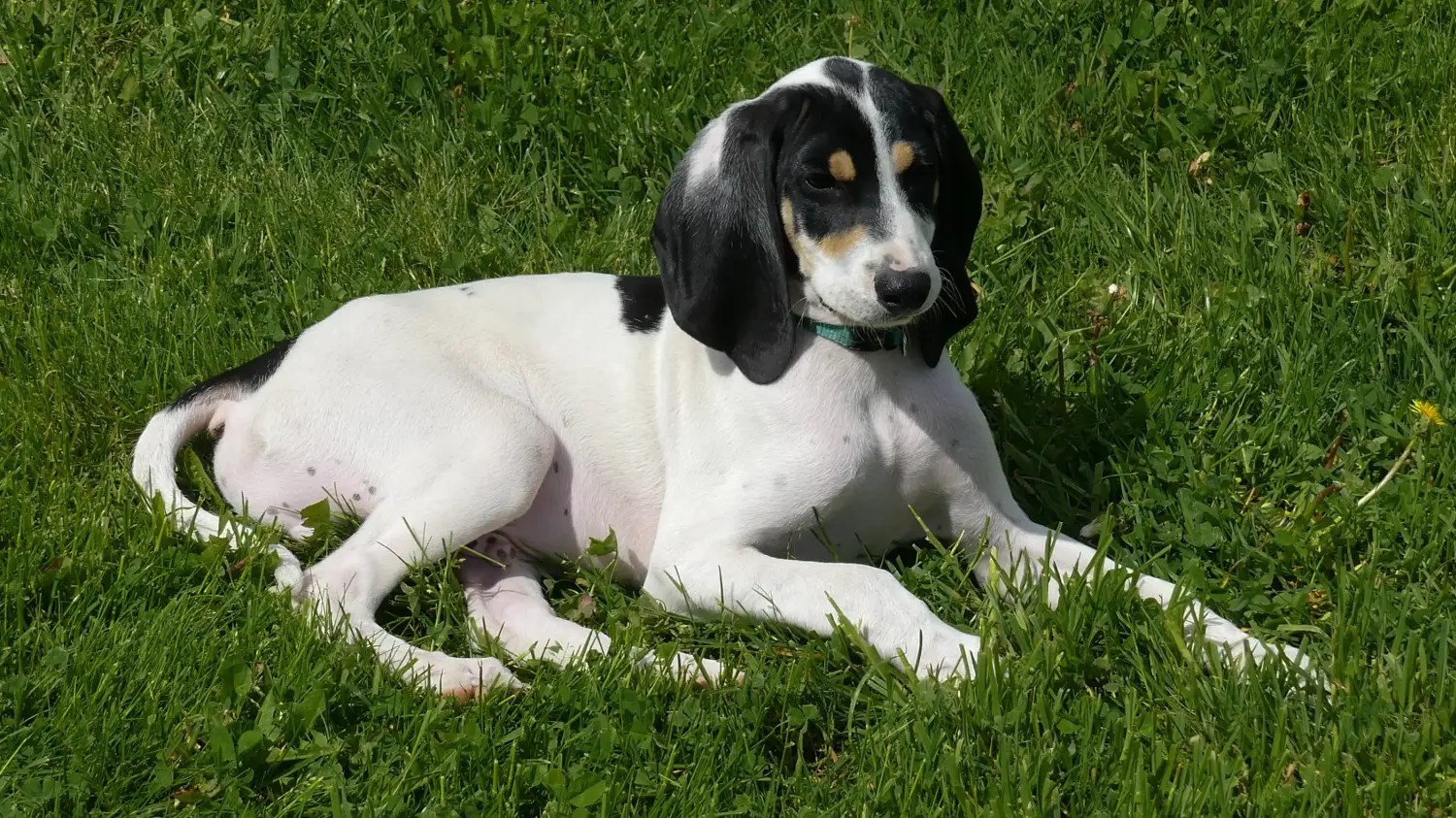 Buying an Ariégeois puppy means taking responsibility! Buy Ariégeois puppies.