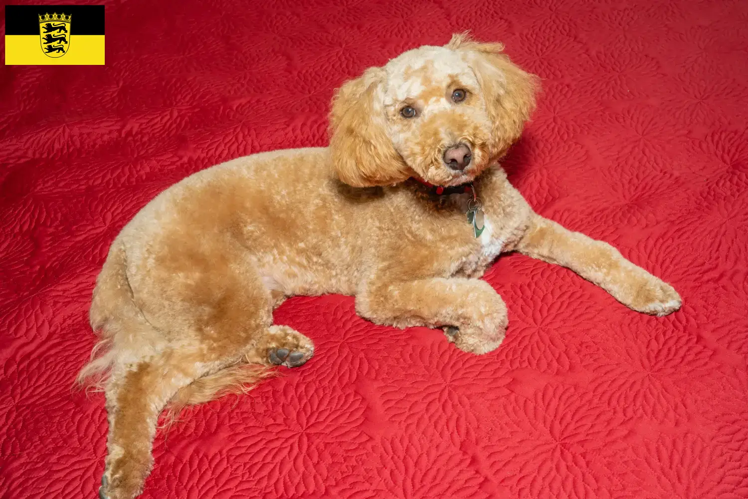 Read more about the article Australian Labradoodle breeders and puppies in Baden-Württemberg