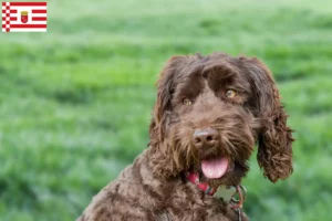 Read more about the article Australian Labradoodle breeder and puppies in Bremen