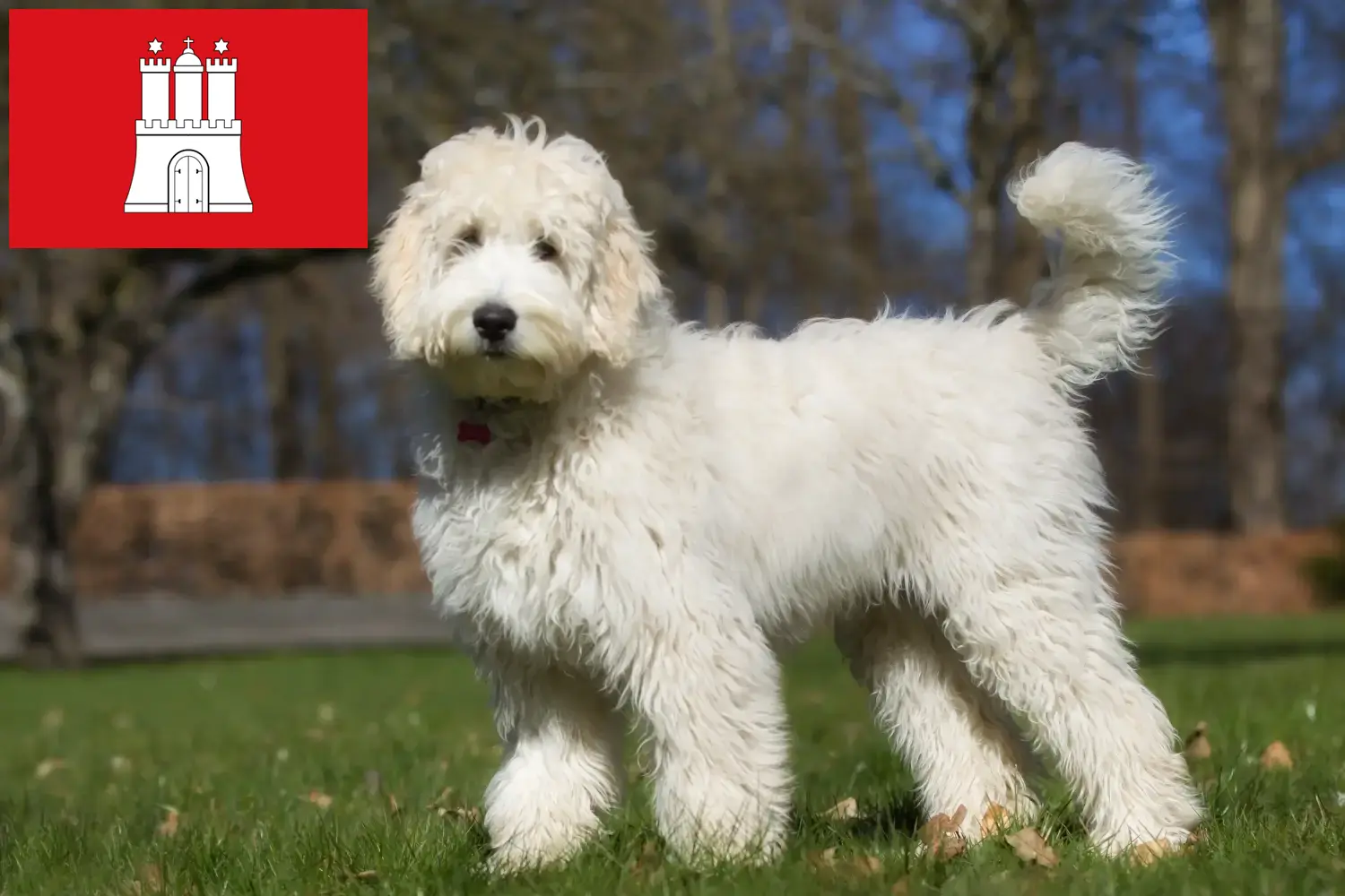 Read more about the article Australian Labradoodle breeders and puppies in Hamburg