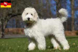 Read more about the article Australian Labradoodle breeders and puppies in Lower Saxony