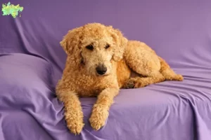 Read more about the article Australian Labradoodle breeders and puppies in Midtjylland
