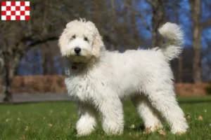 Read more about the article Australian Labradoodle breeders and puppies in North Brabant
