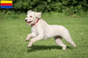 Read more about the article Australian Labradoodle breeders and puppies in North Holland