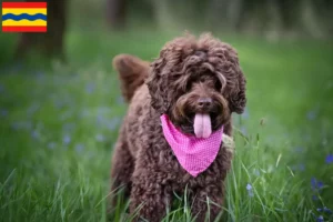 Read more about the article Australian Labradoodle breeders and puppies in Overijssel