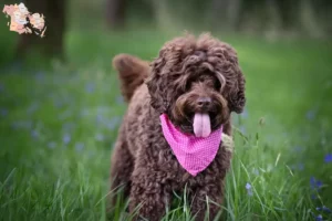 Read more about the article Australian Labradoodle breeders and puppies in Syddanmark