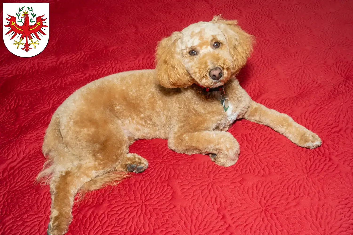Read more about the article Australian Labradoodle breeders and puppies in Tyrol