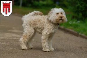 Read more about the article Australian Labradoodle breeders and puppies in Vorarlberg