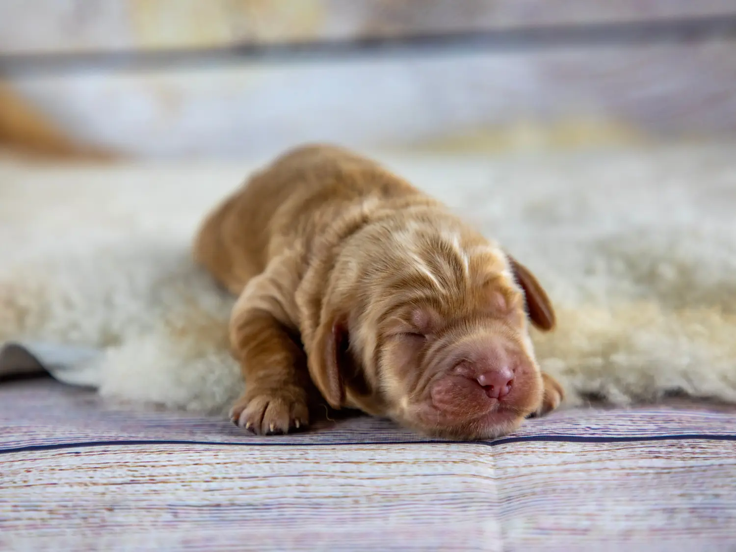 Buying an Australian Labradoodle puppy means taking responsibility! Buy Australian Labradoodle puppies.