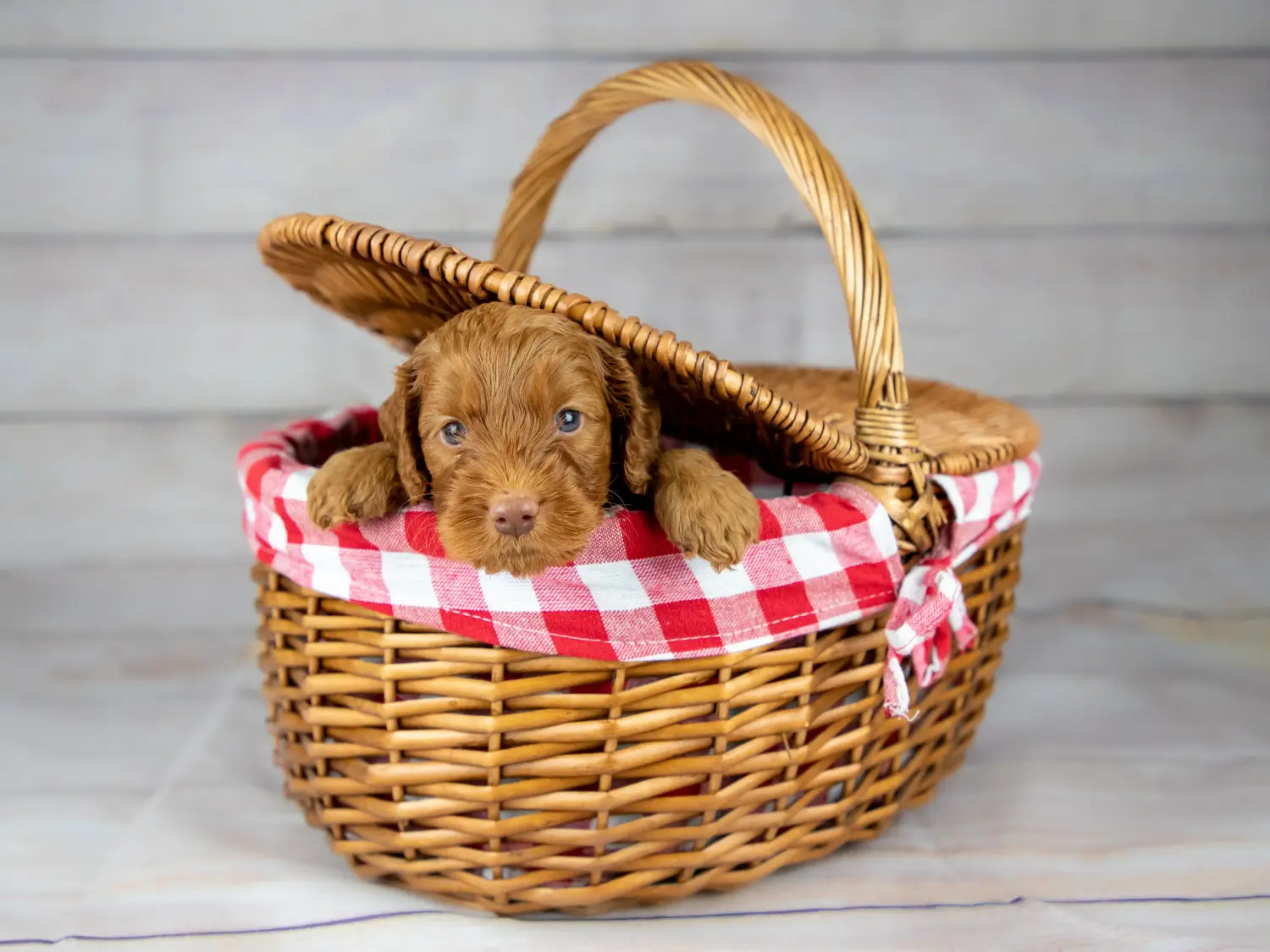Buying an Australian Labradoodle puppy means taking responsibility! Buy Australian Labradoodle puppies.