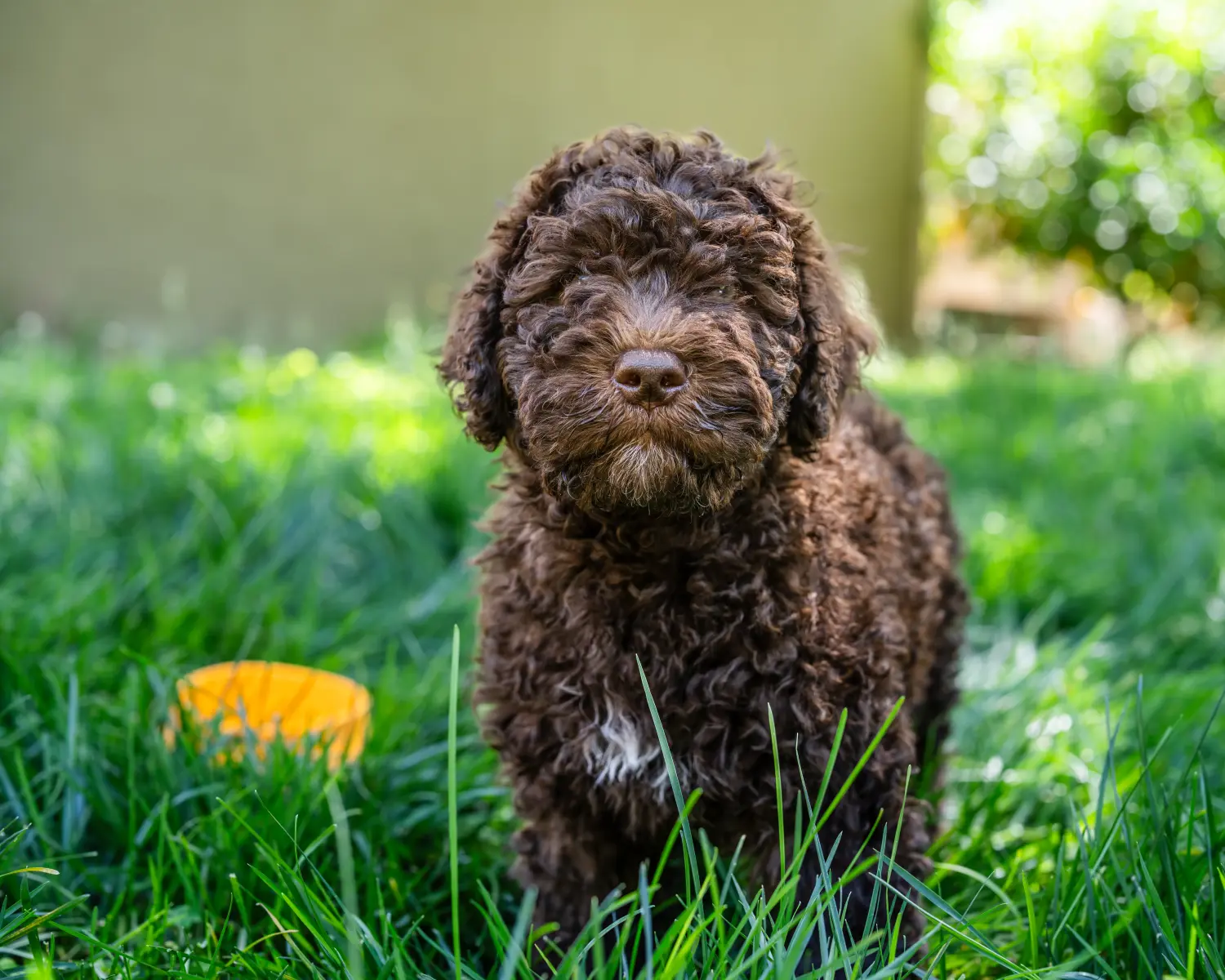 Buying a Barbet puppy means taking responsibility! Buy Barbet puppies.