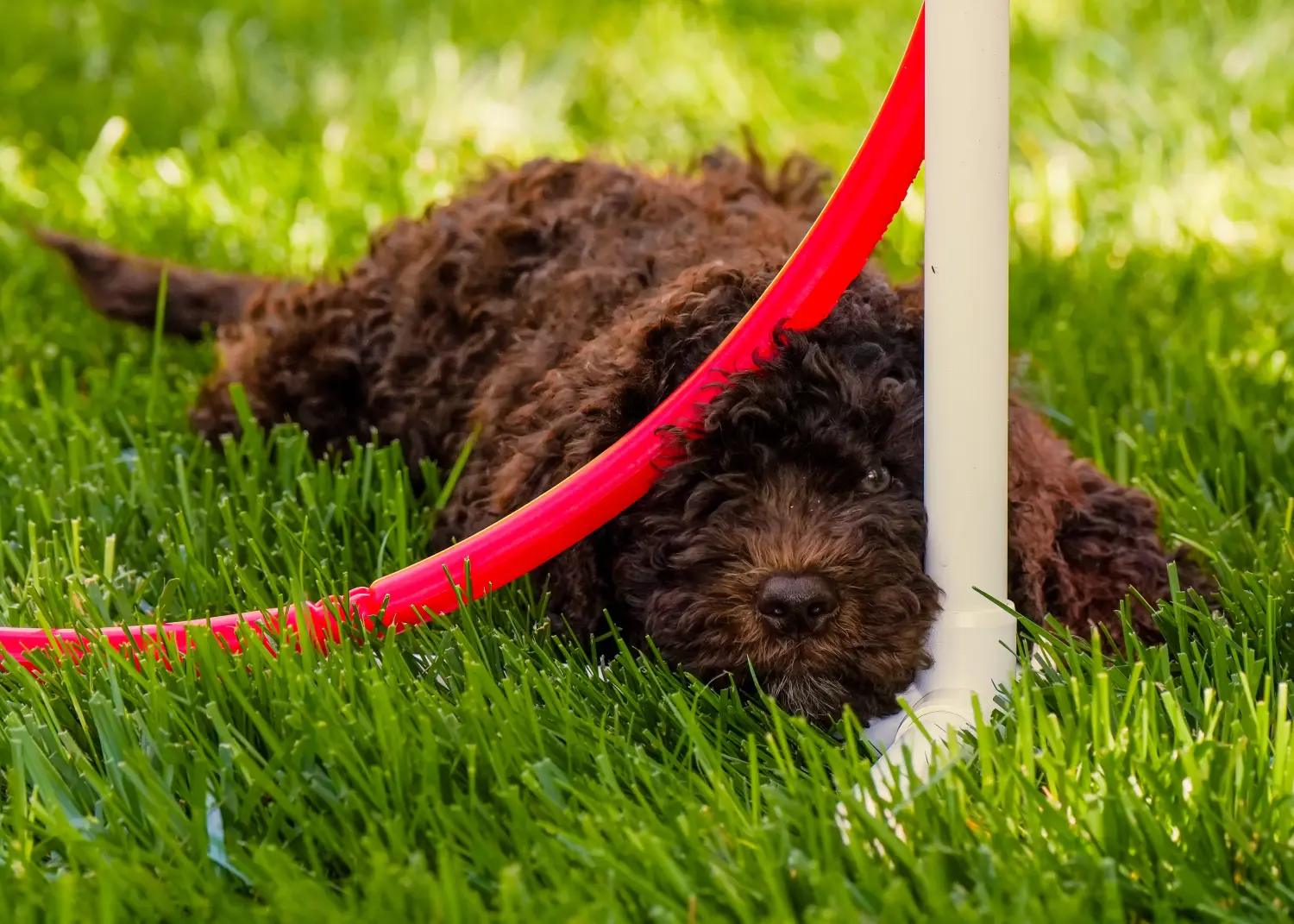 Buying a Barbet puppy means taking responsibility! Buy Barbet puppies.