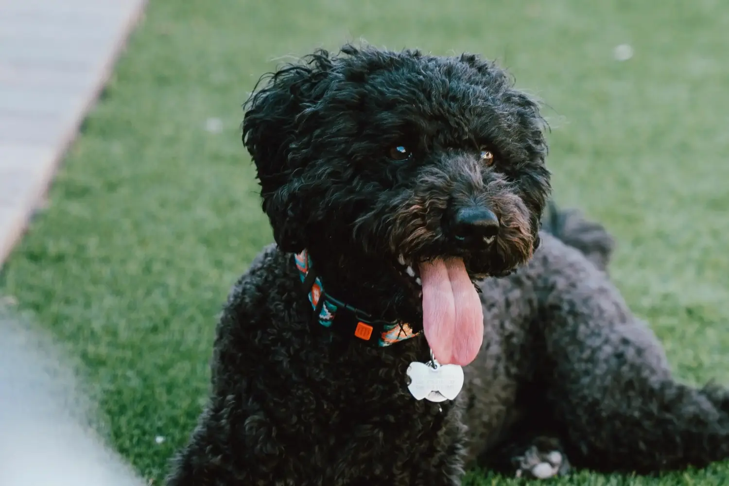 Buying a Barbet puppy means taking responsibility! Buy Barbet puppies.