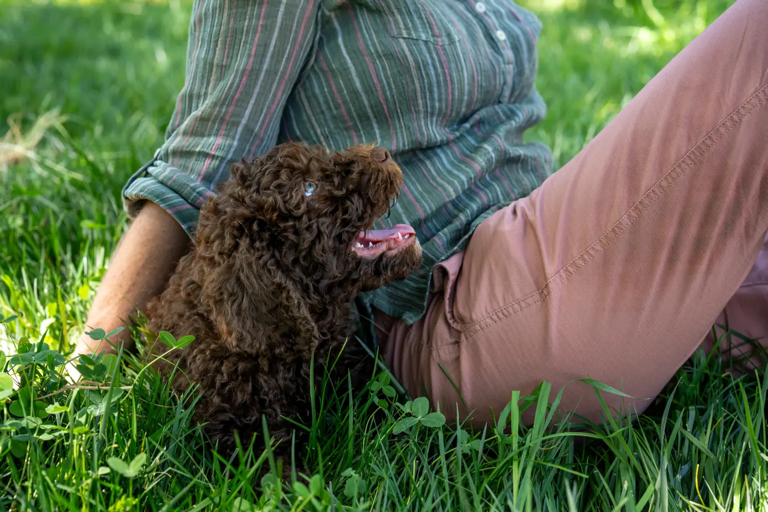 Buying a Barbet puppy means taking responsibility! Buy Barbet puppies.