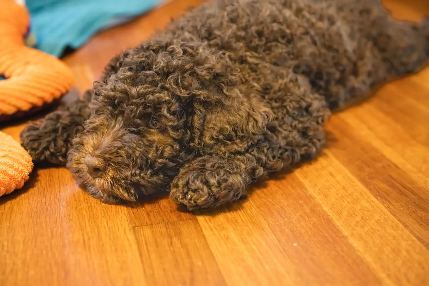 Buying a Barbet puppy means taking responsibility! Buy Barbet puppies.