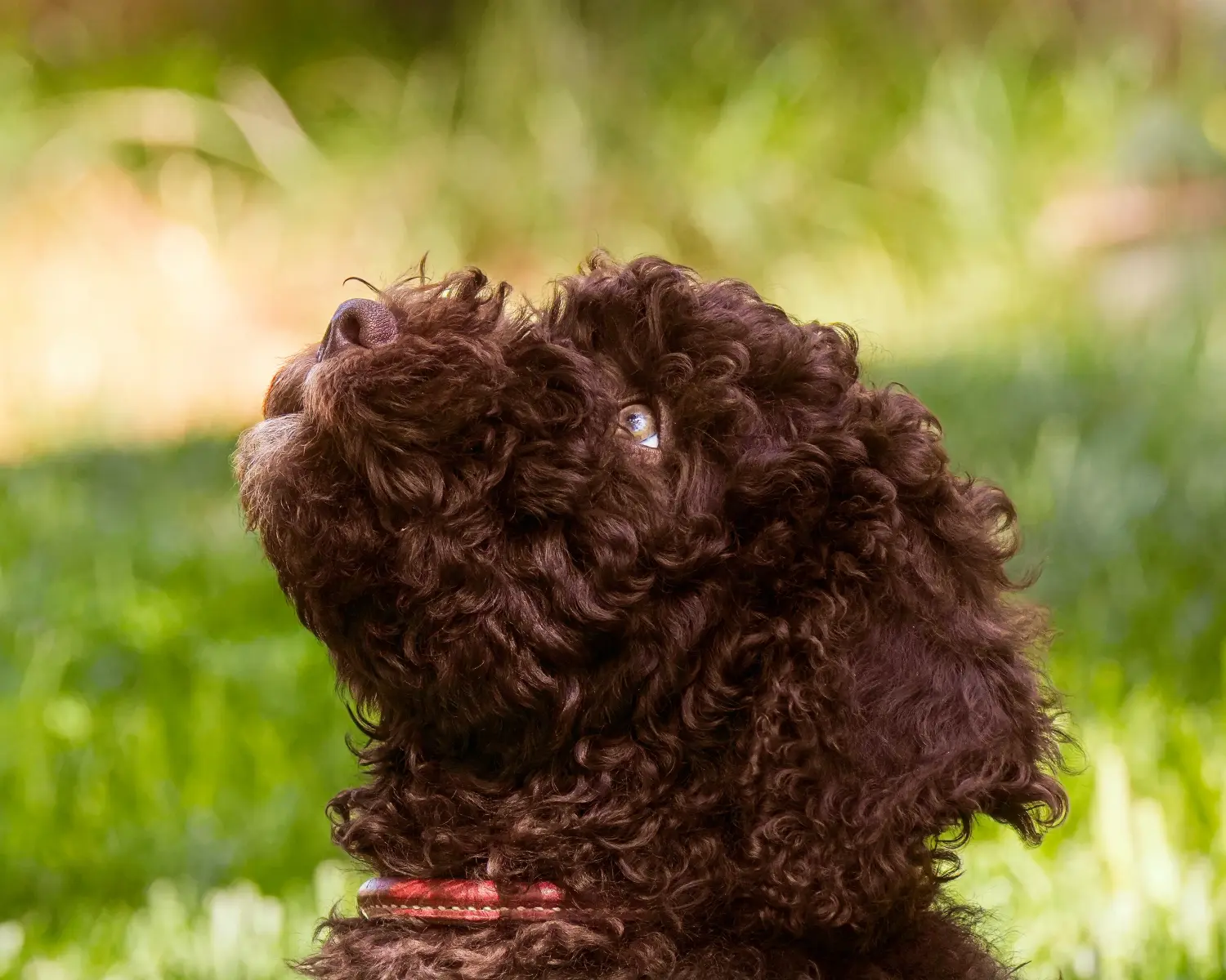 Buying a Barbet puppy means taking responsibility! Buy Barbet puppies.