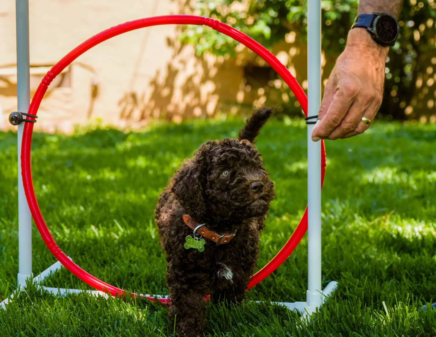 Buying a Barbet puppy means taking responsibility! Buy Barbet puppies.