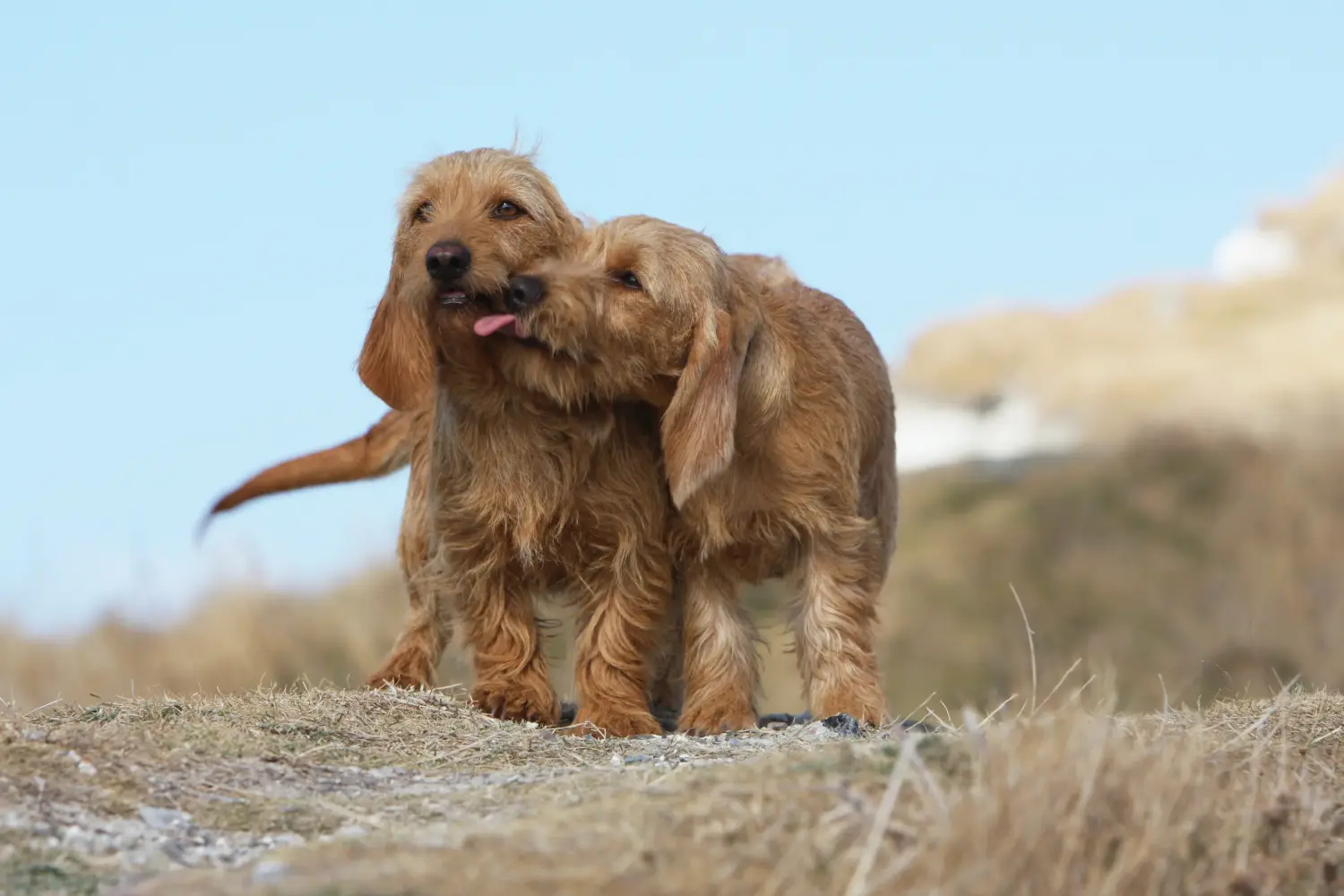 Buying a Basset fauve de Bretagne puppy means taking responsibility! Basset fauve de Bretagne puppies for sale.