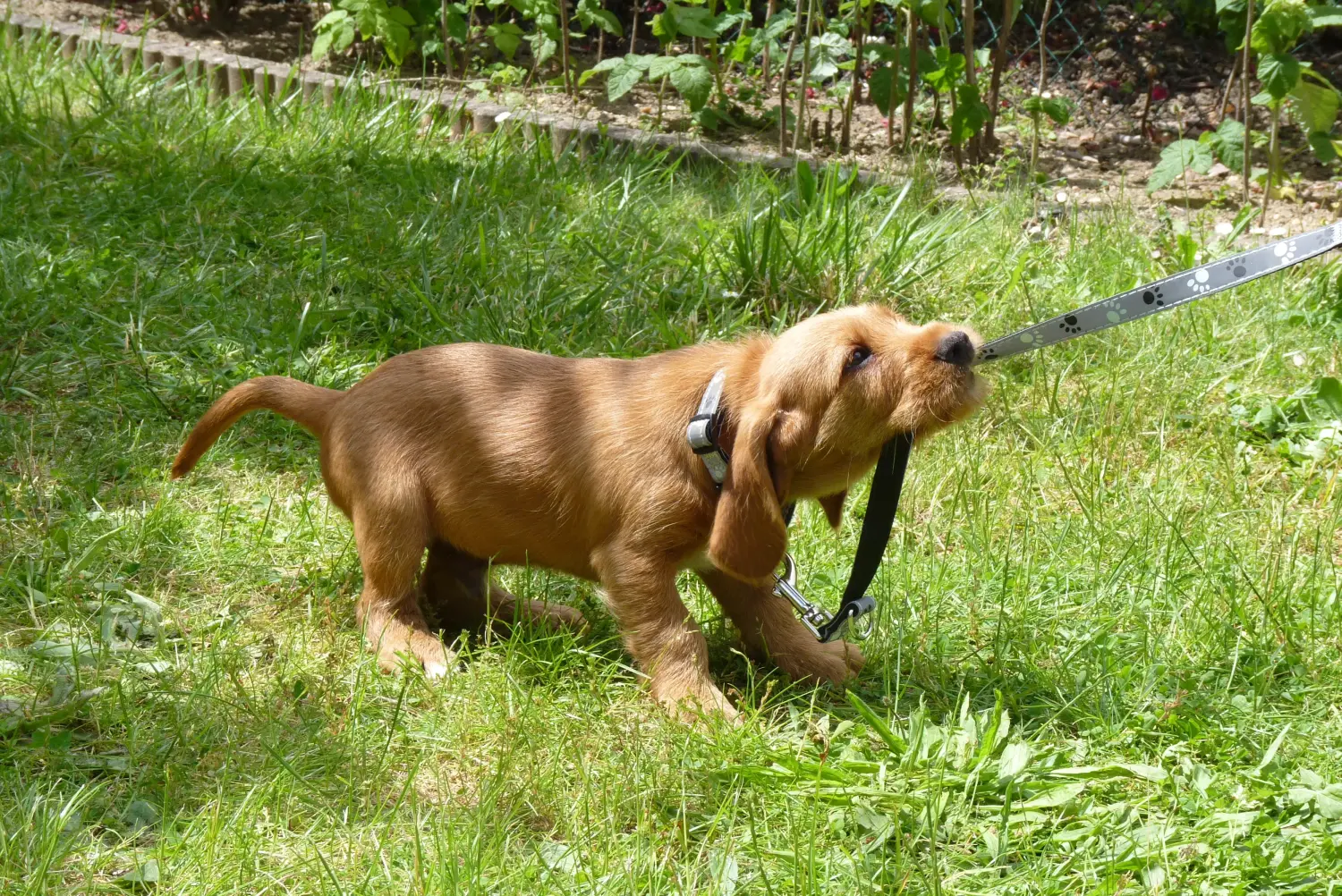 Buying a Basset fauve de Bretagne puppy means taking responsibility! Basset fauve de Bretagne puppies for sale.