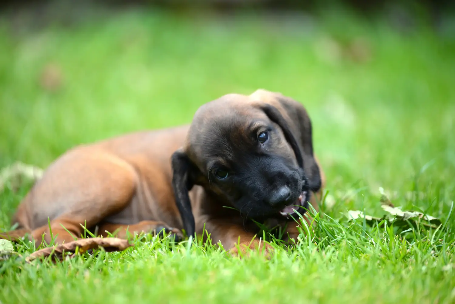 Buying a Bavarian Mountain Hound puppy means taking responsibility! Buy Bavarian Mountain Hound puppies.