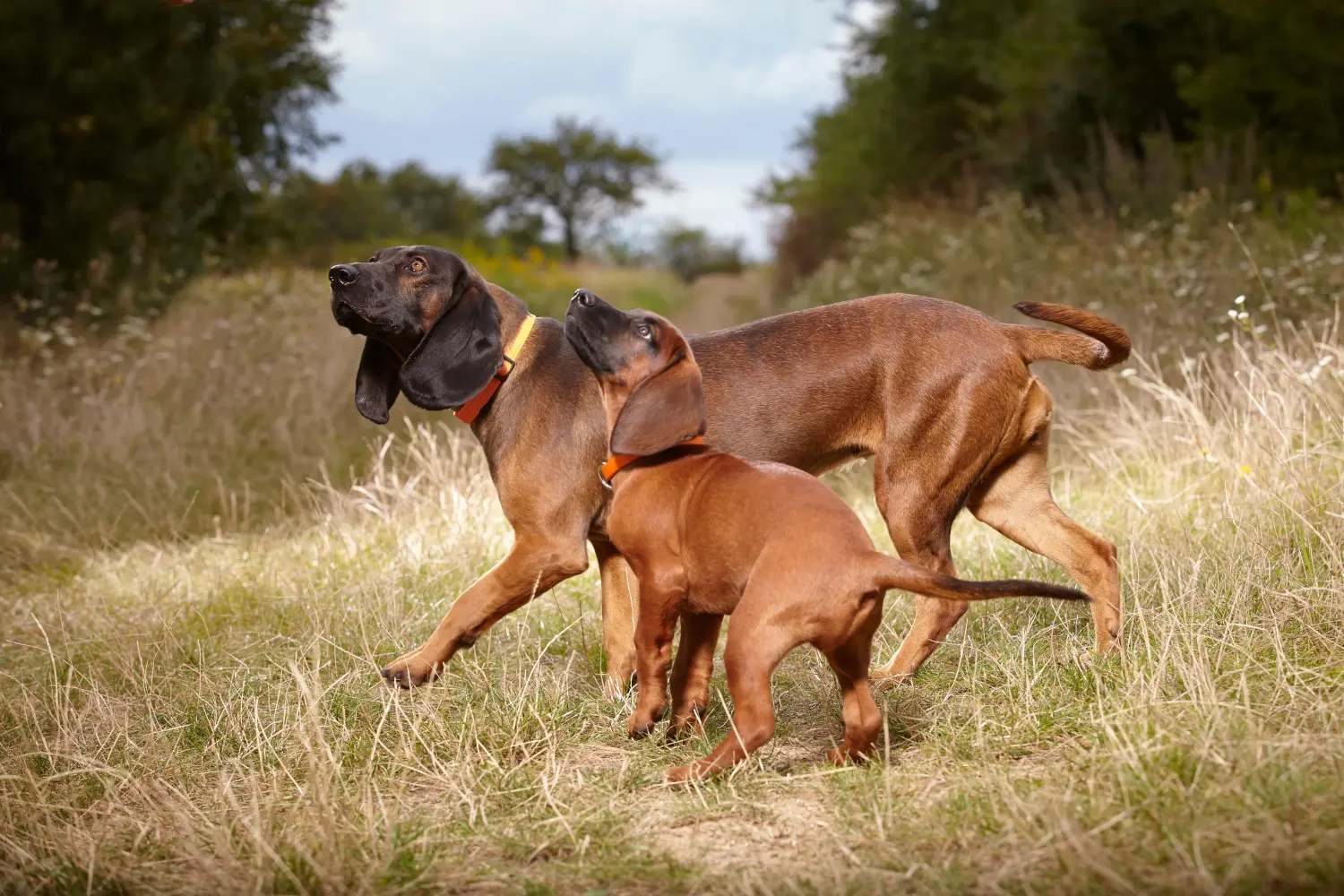Buying a Bavarian Mountain Hound puppy means taking responsibility! Buy Bavarian Mountain Hound puppies.