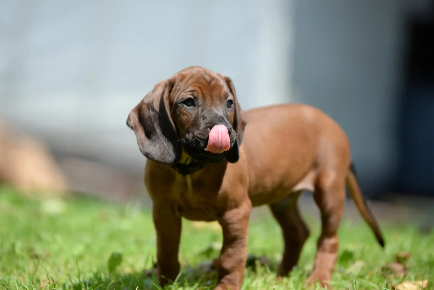 Buying a Bavarian Mountain Hound puppy means taking responsibility! Buy Bavarian Mountain Hound puppies.