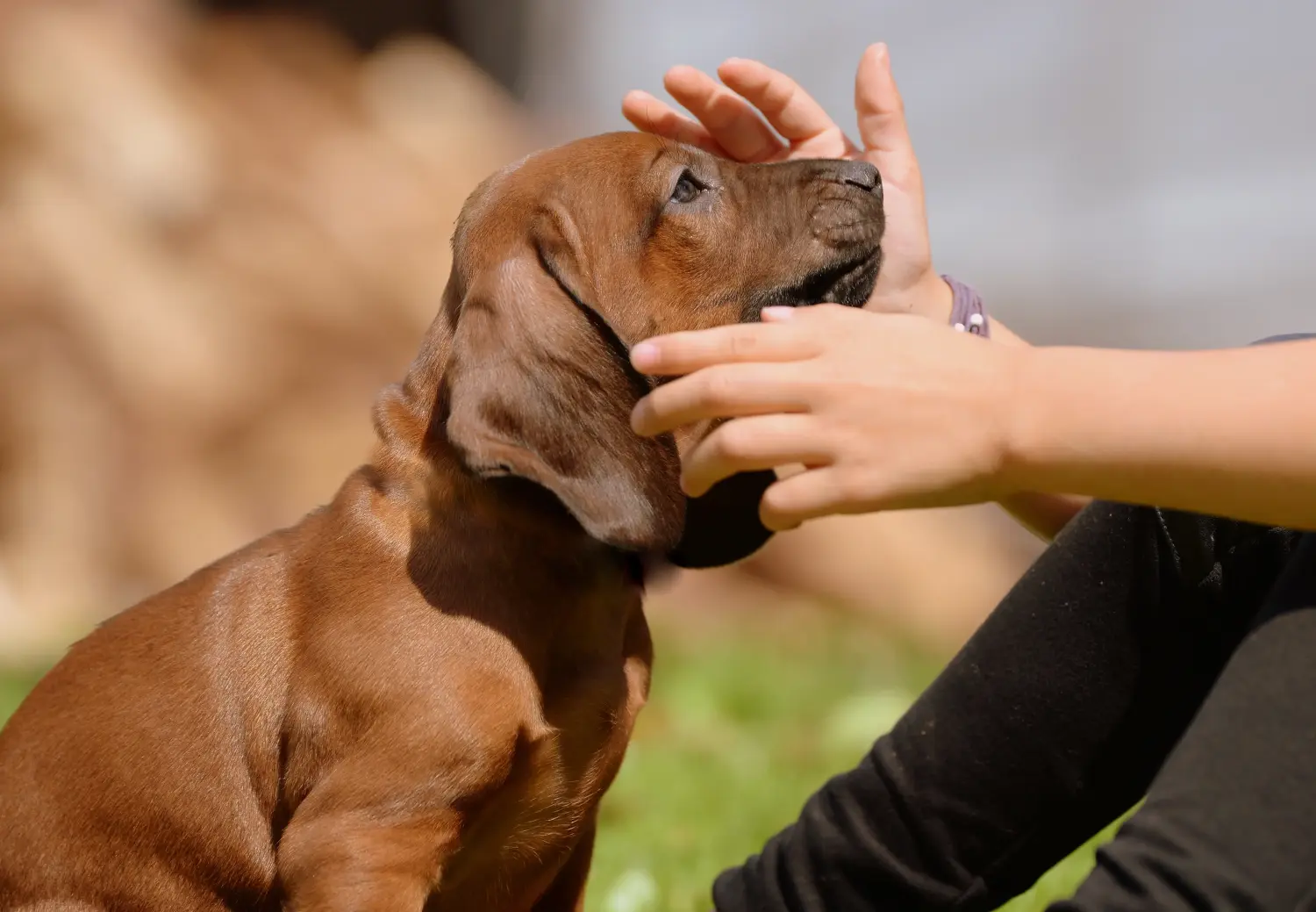 Buying a Bavarian Mountain Hound puppy means taking responsibility! Buy Bavarian Mountain Hound puppies.
