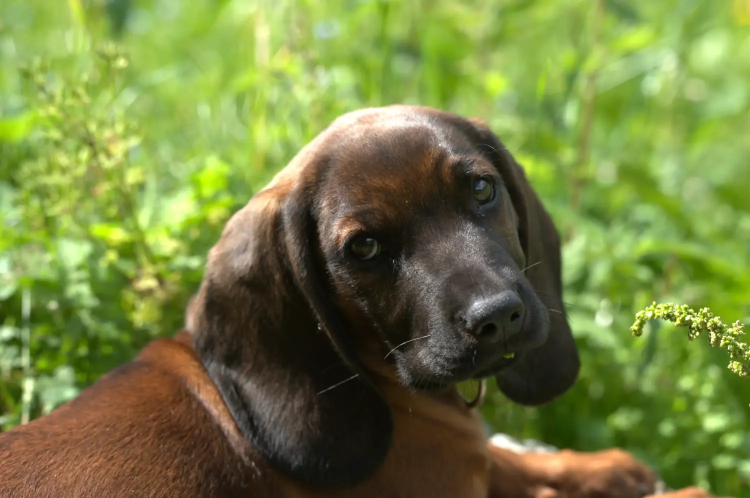 Buying a Bavarian Mountain Hound puppy means taking responsibility! Buy Bavarian Mountain Hound puppies.