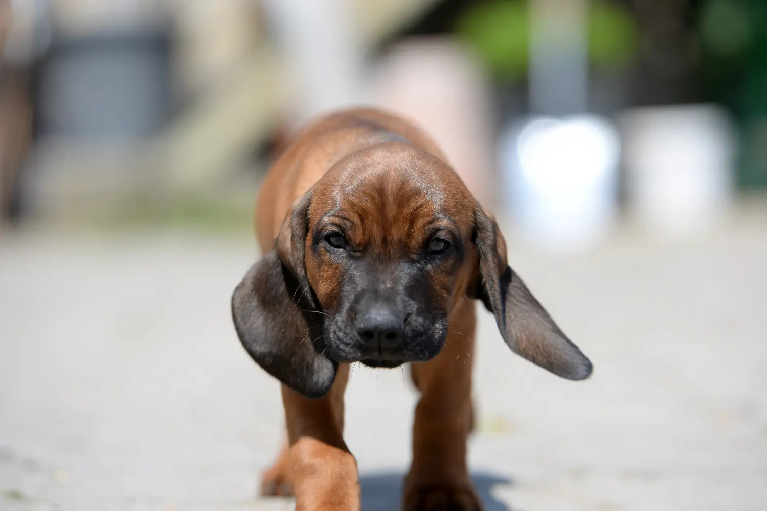Buying a Bavarian Mountain Hound puppy means taking responsibility! Buy Bavarian Mountain Hound puppies.