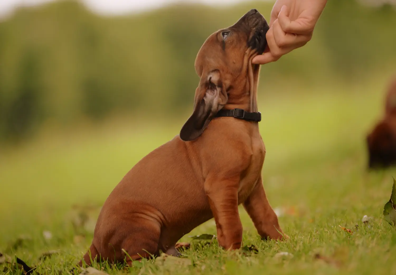 Buying a Bavarian Mountain Hound puppy means taking responsibility! Buy Bavarian Mountain Hound puppies.