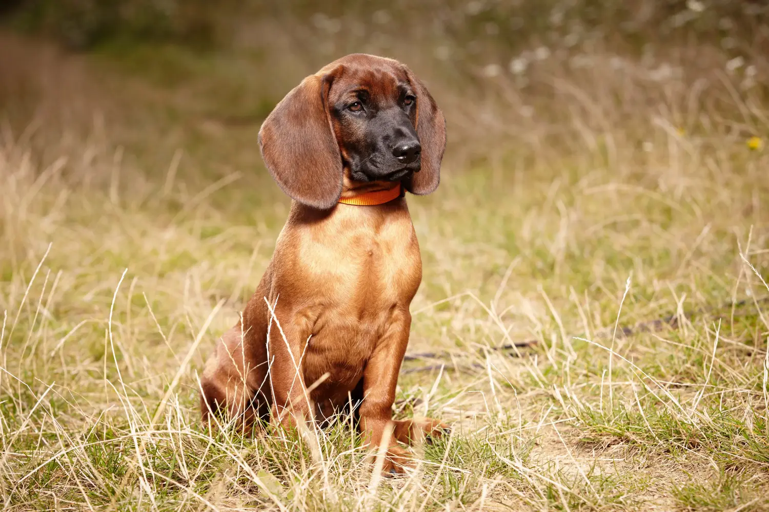 Buying a Bavarian Mountain Hound puppy means taking responsibility! Buy Bavarian Mountain Hound puppies.