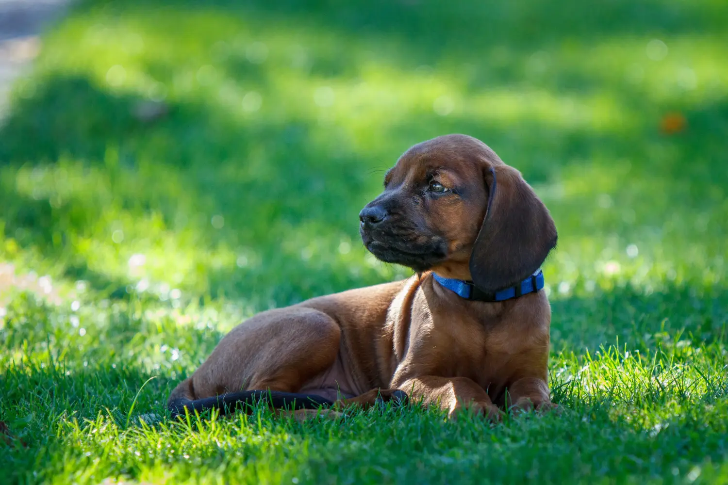 Buying a Bavarian Mountain Hound puppy means taking responsibility! Buy Bavarian Mountain Hound puppies.