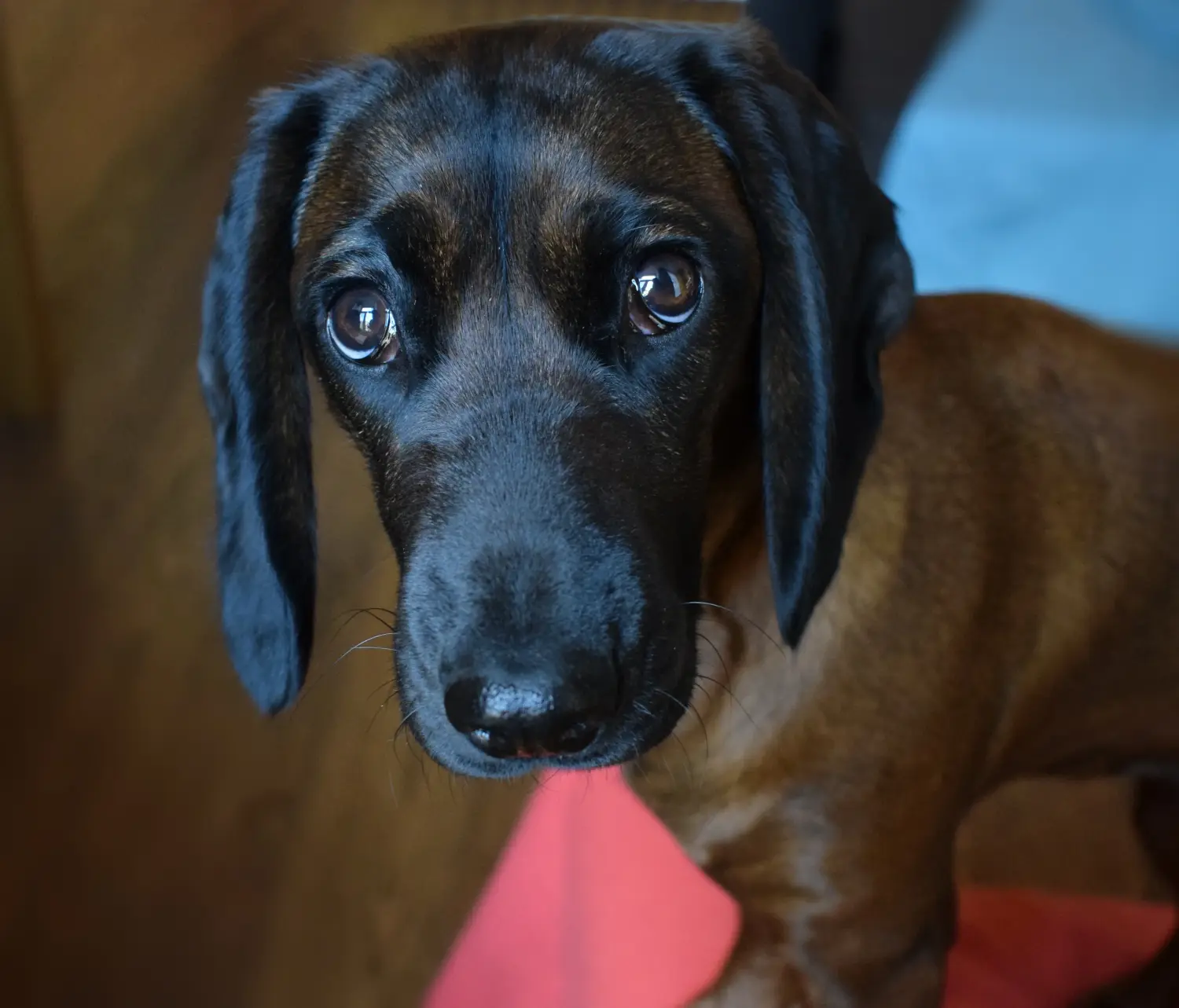Buying a Bavarian Mountain Hound puppy means taking responsibility! Buy Bavarian Mountain Hound puppies.