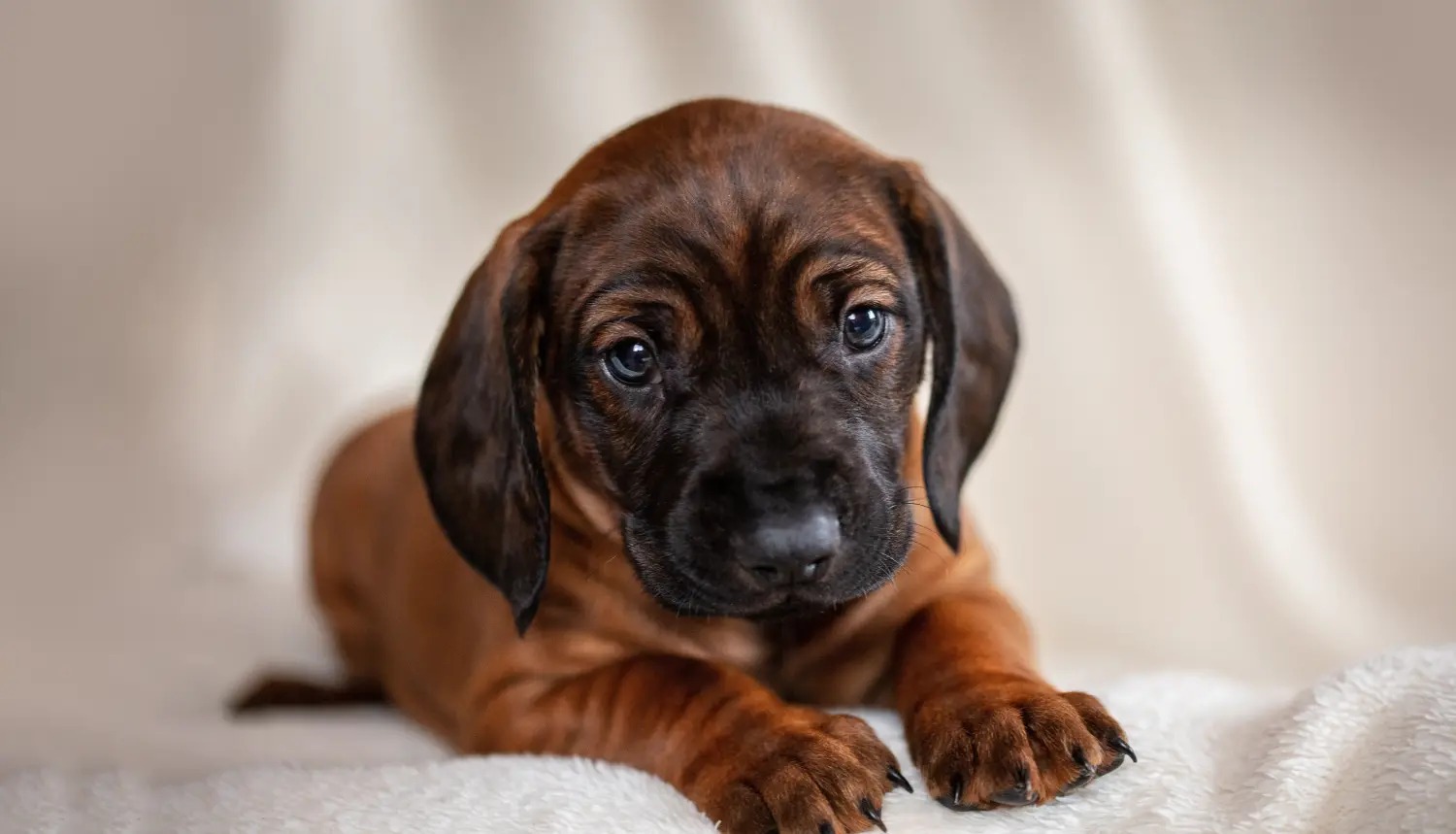 Buying a Bavarian Mountain Hound puppy means taking responsibility! Buy Bavarian Mountain Hound puppies.