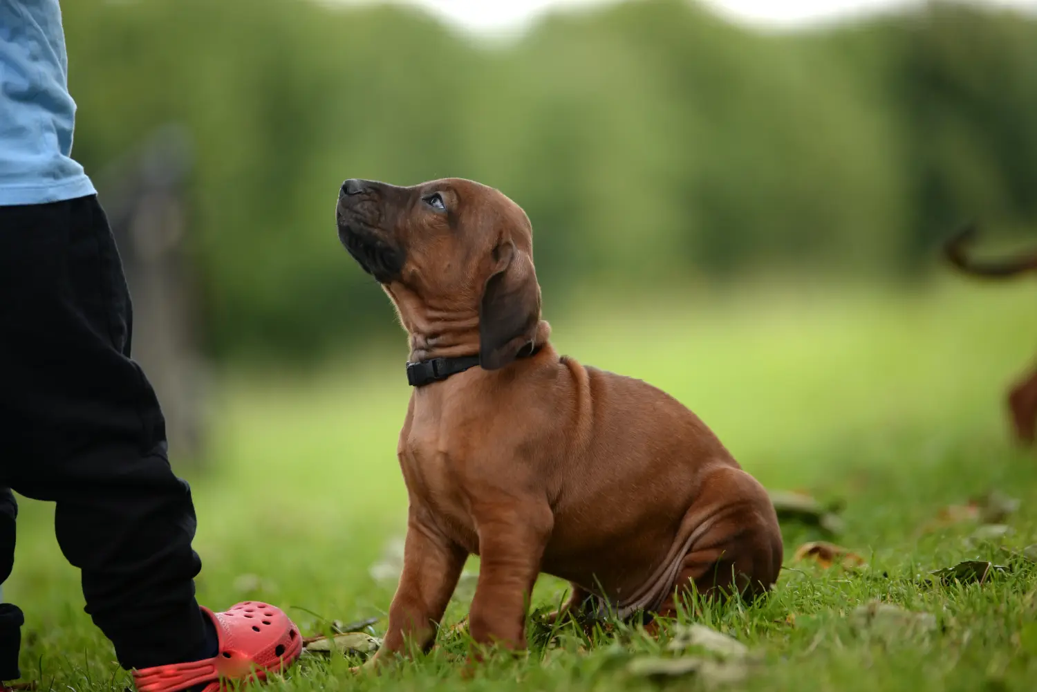 Buying a Bavarian Mountain Hound puppy means taking responsibility! Buy Bavarian Mountain Hound puppies.