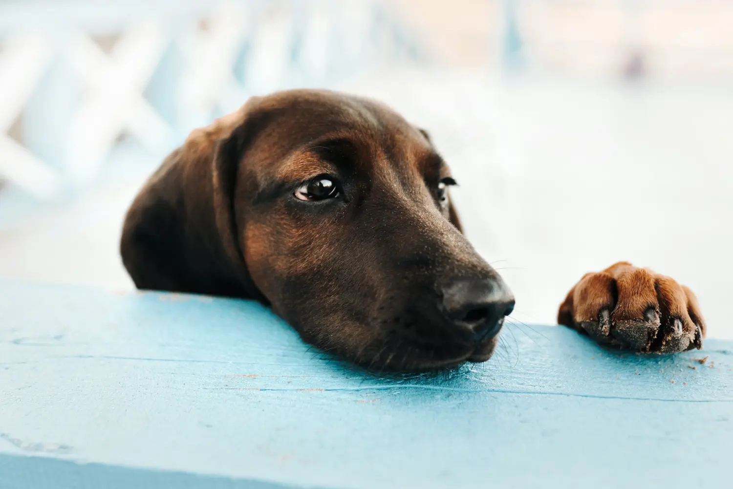 Buying a Bavarian Mountain Hound puppy means taking responsibility! Buy Bavarian Mountain Hound puppies.