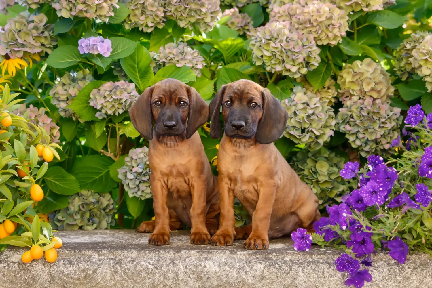 Buying a Bavarian Mountain Hound puppy means taking responsibility! Buy Bavarian Mountain Hound puppies.