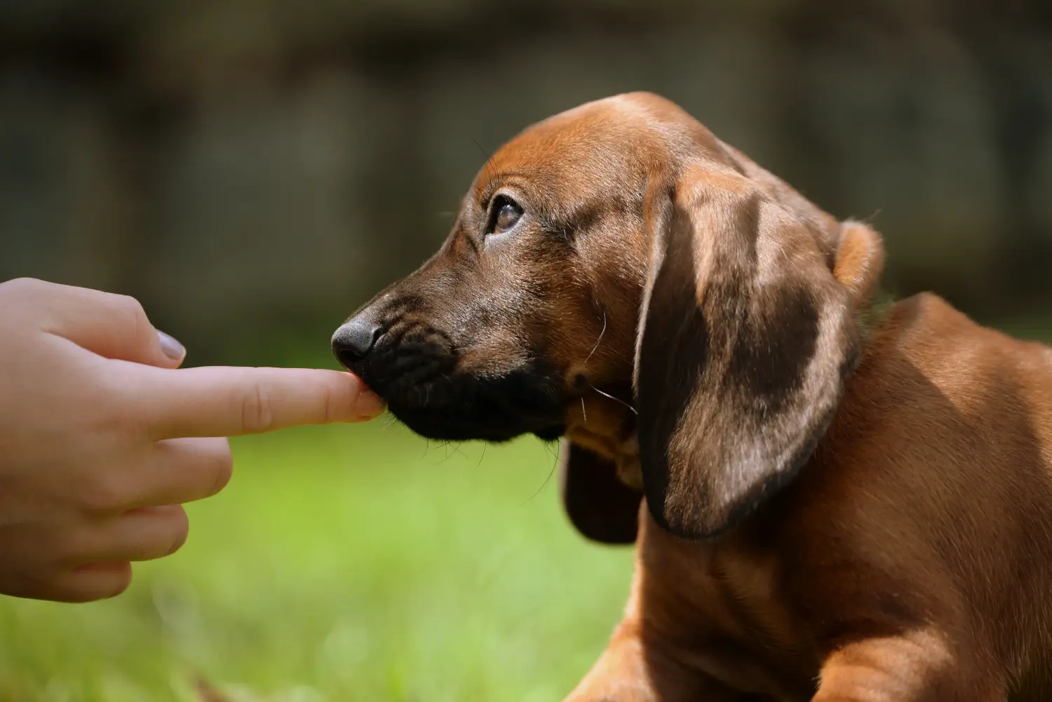 Buying a Bavarian Mountain Hound puppy means taking responsibility! Buy Bavarian Mountain Hound puppies.