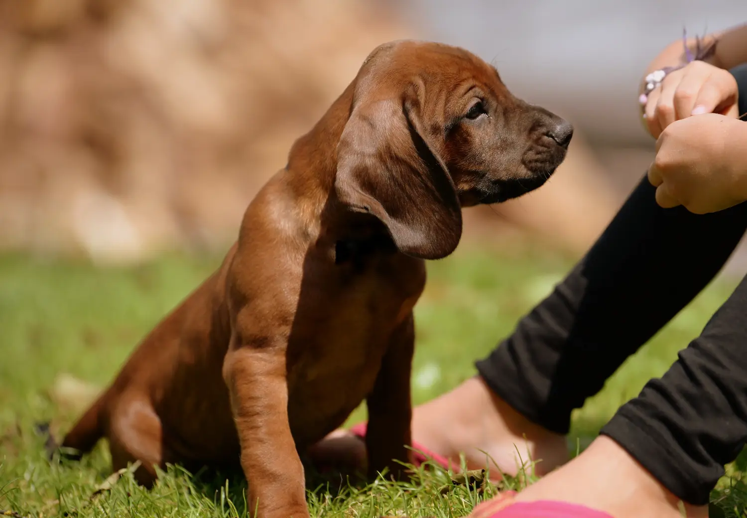 Buying a Bavarian Mountain Hound puppy means taking responsibility! Buy Bavarian Mountain Hound puppies.