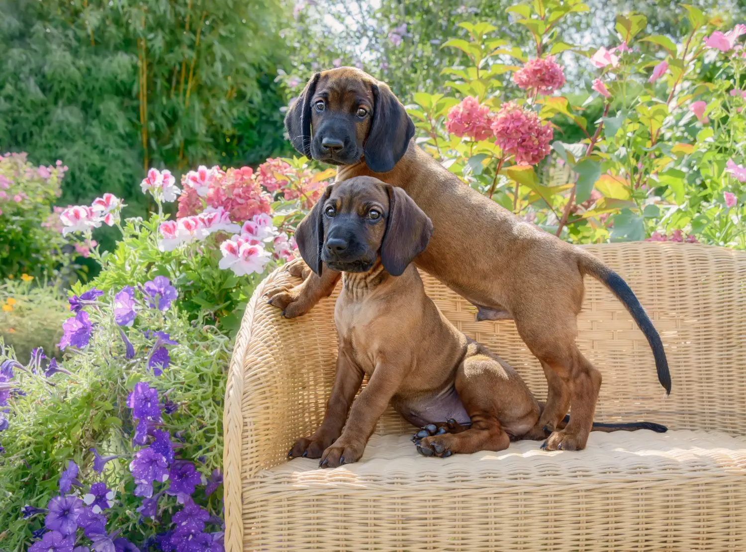 Buying a Bavarian Mountain Hound puppy means taking responsibility! Buy Bavarian Mountain Hound puppies.