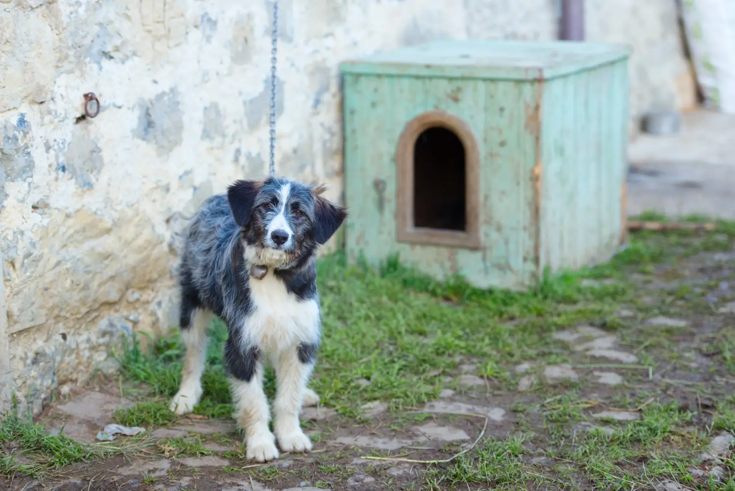 Buying a Bergamasco Shepherd puppy means taking responsibility! Buy Bergamasco Shepherd Dog puppies.