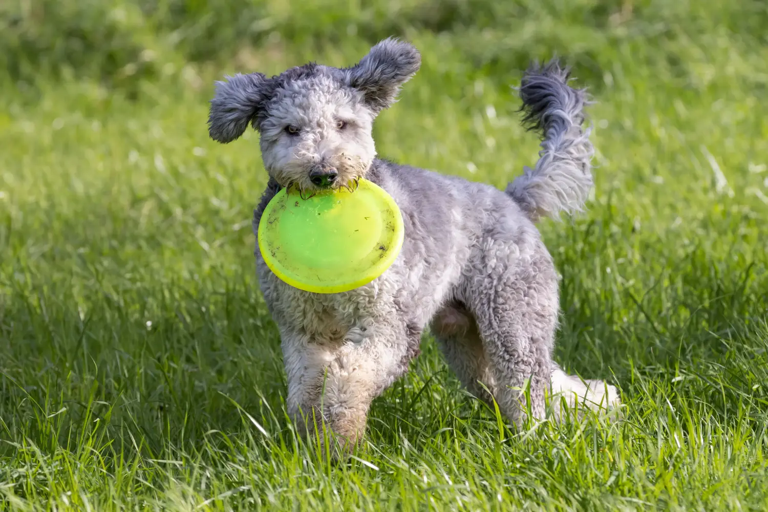 Buying a Bergamasco Shepherd puppy means taking responsibility! Buy Bergamasco Shepherd Dog puppies.