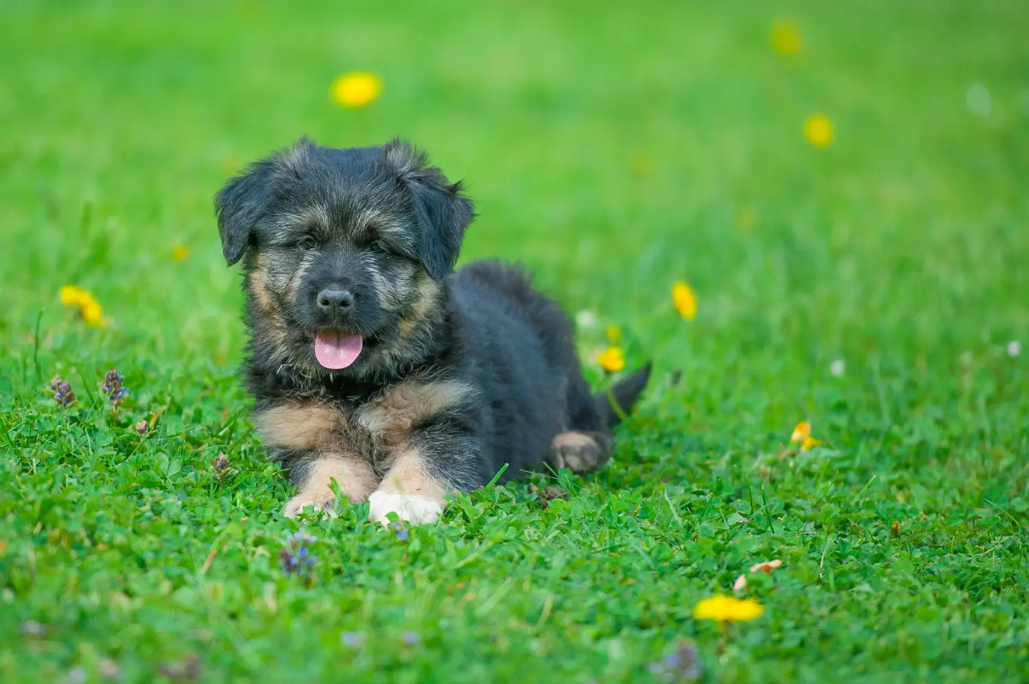 Buying a Bergamasco Shepherd puppy means taking responsibility! Buy Bergamasco Shepherd Dog puppies.