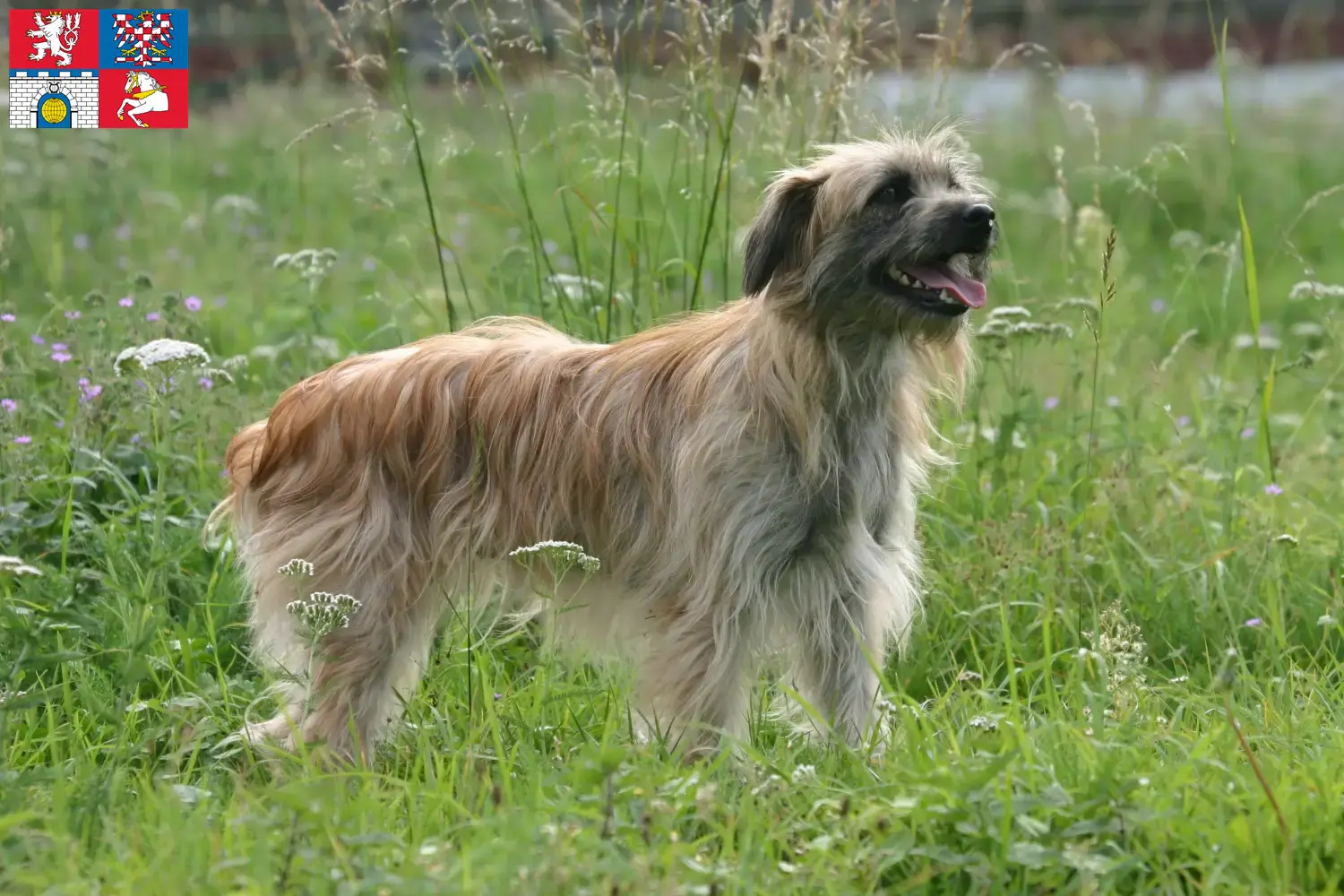 Berger des Pyrenees puppies and breeders Pardubice Here you can find Berger des Pyrenees breeders in Pardubice.