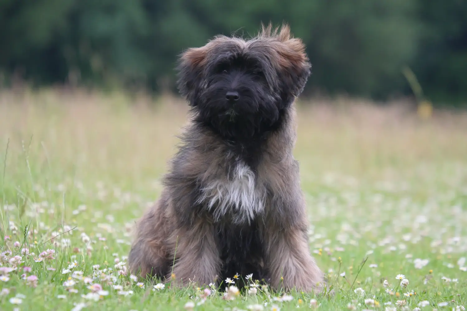 Buying a Berger des Pyrenees puppy means taking responsibility! Buy Berger des Pyrenees puppies.